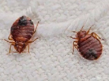 北滘杀虫灭鼠公司杀死臭虫最有效的办法你知道吗？