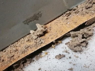 伦教灭治白蚁中心天花板上有白蚁危害怎么处理