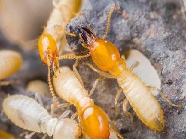杏坛白蚁防治所发现白蚁危害时必需做好以下几方面工作