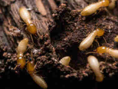 勒流杀白蚁公司专家发布白蚁的十大误区