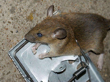 容桂除四害公司捕鼠笼灭鼠工具应该布置在什么位置