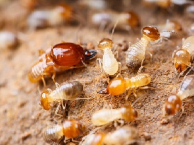 杏坛白蚁防治所没白蚁为什么还要做防白蚁处置