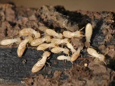 容桂白蚁防治中心两种常用灭白蚁的方法