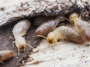 容桂验收白蚁公司生活中预防白蚁入侵的办法