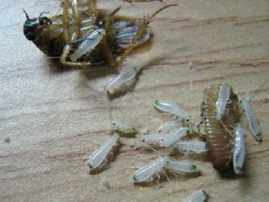 勒流除虫灭鼠机构办公室有蟑螂怎样消灭