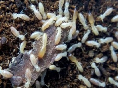 顺德专业治白蚁公司家庭白蚁防治的简单方法