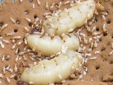 勒流验收白蚁中心发现房屋有白蚁危害是什么原因