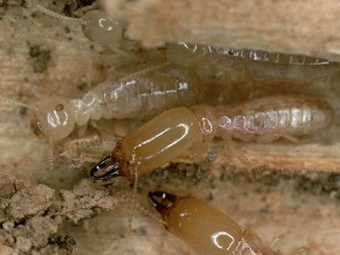 龙江验收白蚁机构两种常用的白蚁防治方法