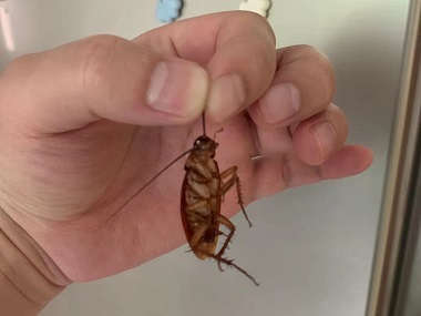 顺德病媒生物防控机构春节前后，有哪些方法厨房防治蟑螂？