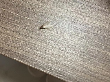 勒流白蚁消杀中心防止白蚁飞入室内的方法