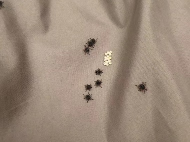 陈村杀虫灭鼠所：吸血臭虫长什么样儿