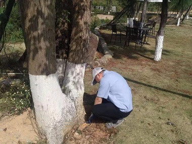 佛山白蚁备案机构防治杉木白蚁的7个小妙招